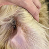 Dog Ear Infection Symptoms Every Owner Should Know