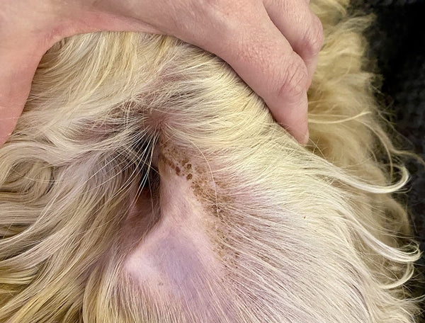Close-up of red and swollen ear caused by a dog ear infection