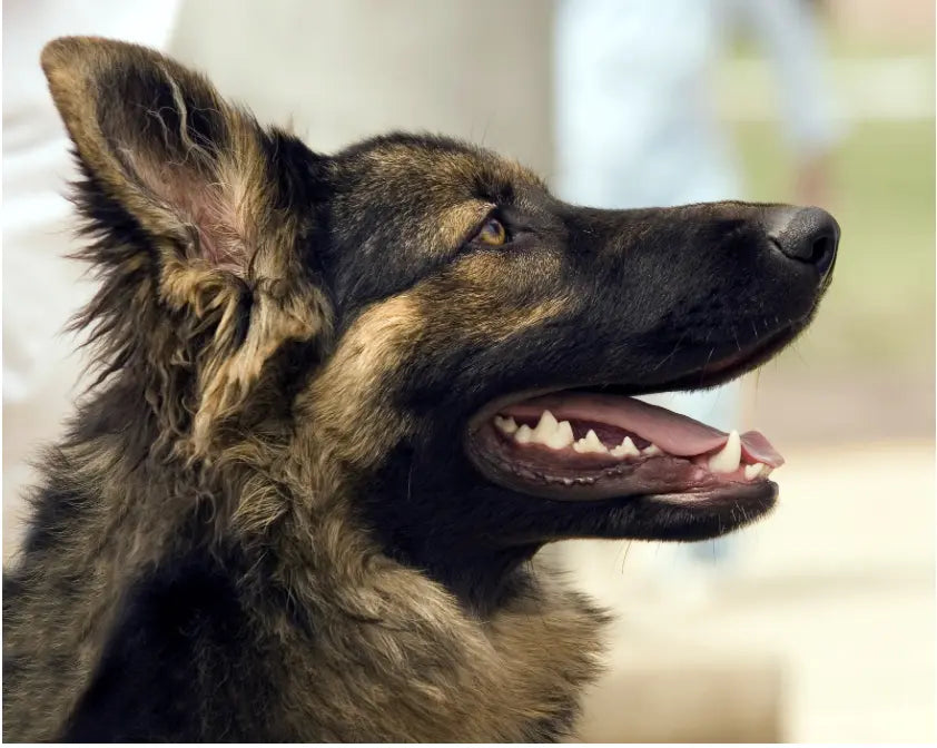 Flea Facts: How Dogs Contract and Prevent Fleas