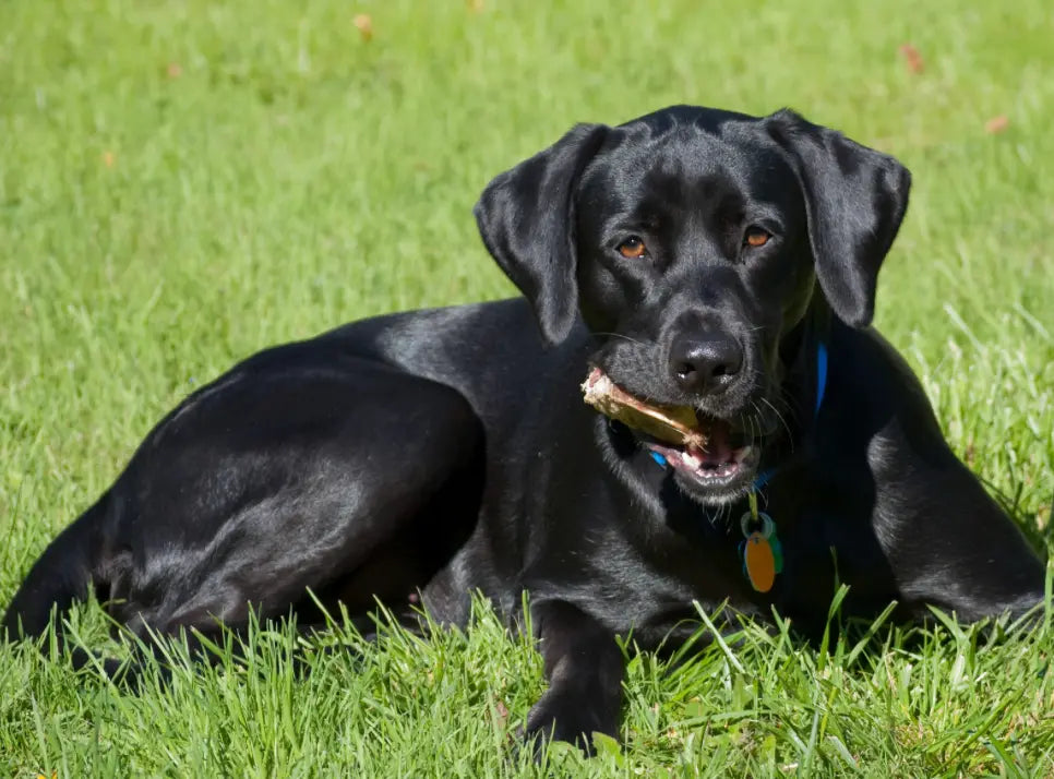Ear Health Guide for Black Labradors