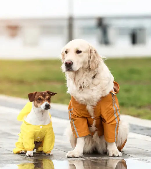 How to Properly Care for Double Coats for Dogs and Cats