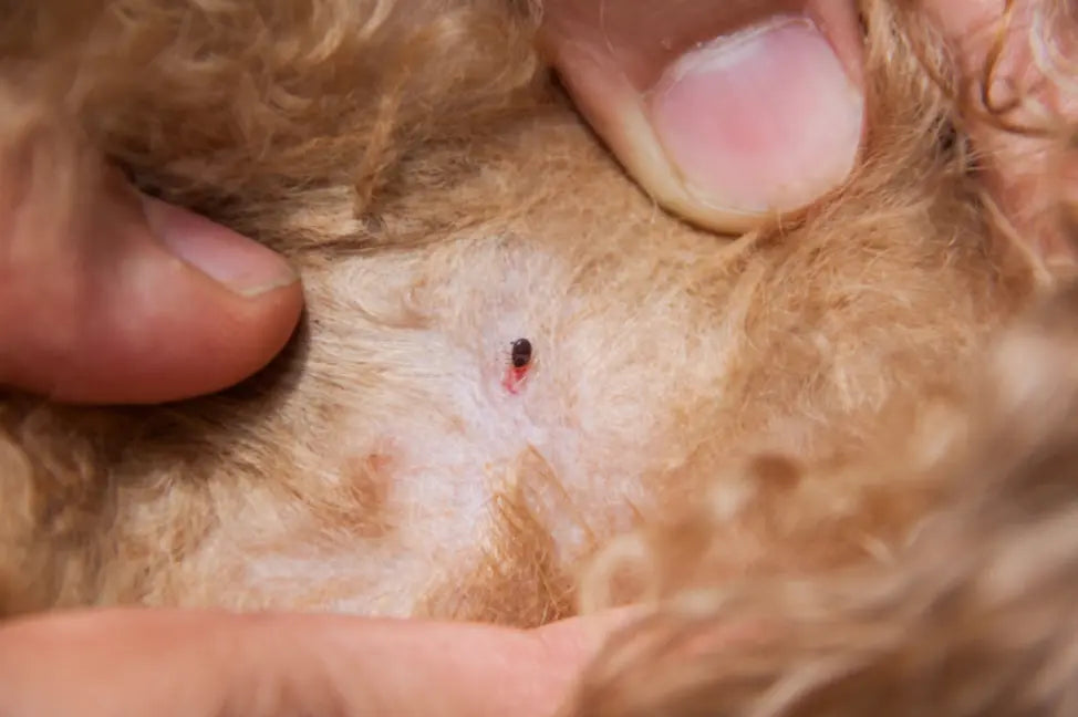 Are Ear Mites contagious to humans?