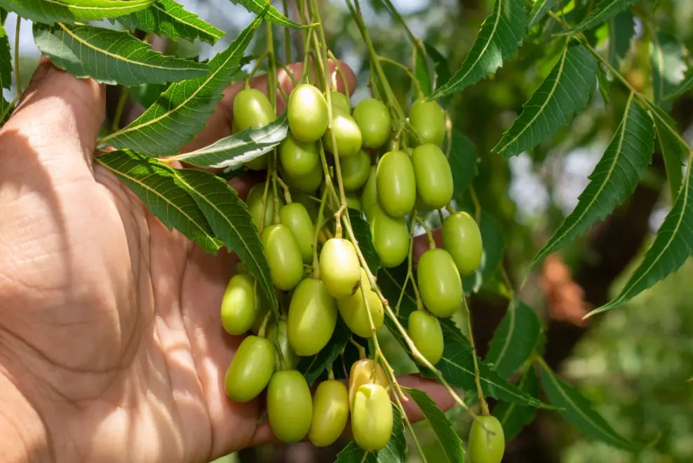 Neem Oil for Dogs