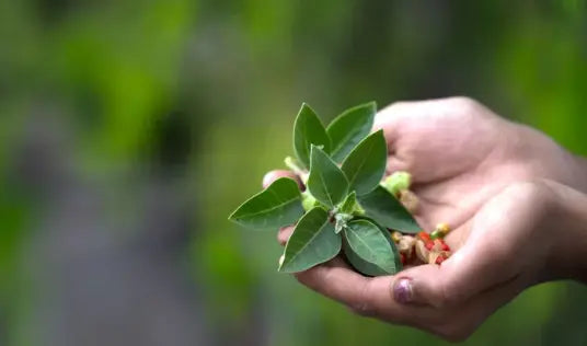 Exploring Ashwagandha's Impact on Sexual Wellness