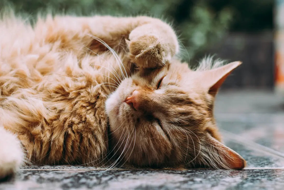 Eradicating Ear Mites: Vet Secrets Revealed