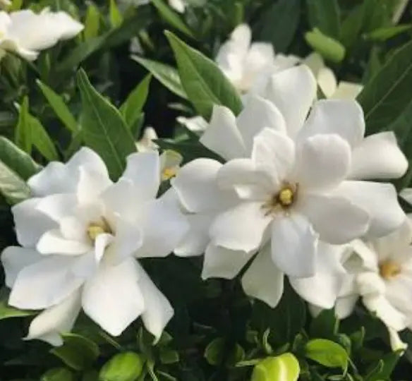 Gardenia Essential Oil: Nature's Wellness Treasure