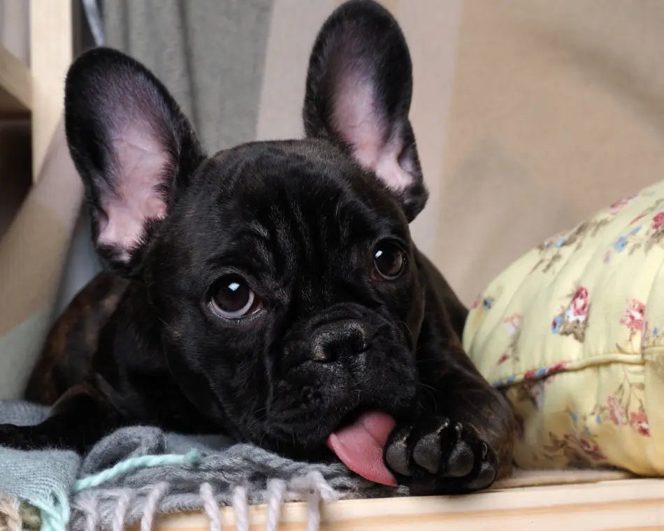 Healthy Paws: Understanding Dog Paw Licking