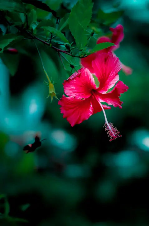 The Hibiscus Tree: A Guide to Growing and Maintaining a Tropical Beauty