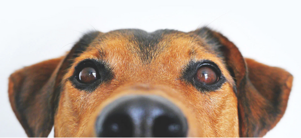 benadryl for dogs