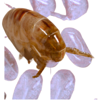 what do flea eggs look like on cats