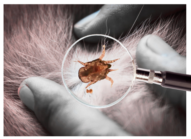 Dog Mites pictures
