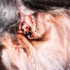 Dog Ear Mites vs Ear Wax: Signs, Causes, and Fixes