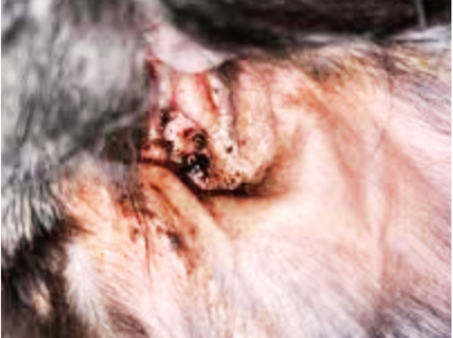 Dog Ear Mites vs Ear Wax