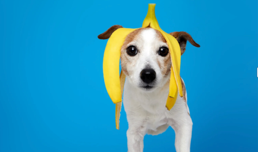 Bananas for Dogs