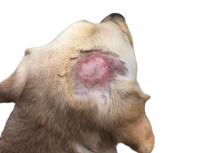 Dog Hot spot on head healing stages