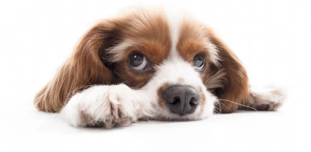 Dog Diarrhea home remedy
