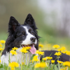 Can Dogs Eat Dandelions? What You Need to Know for Their Safety