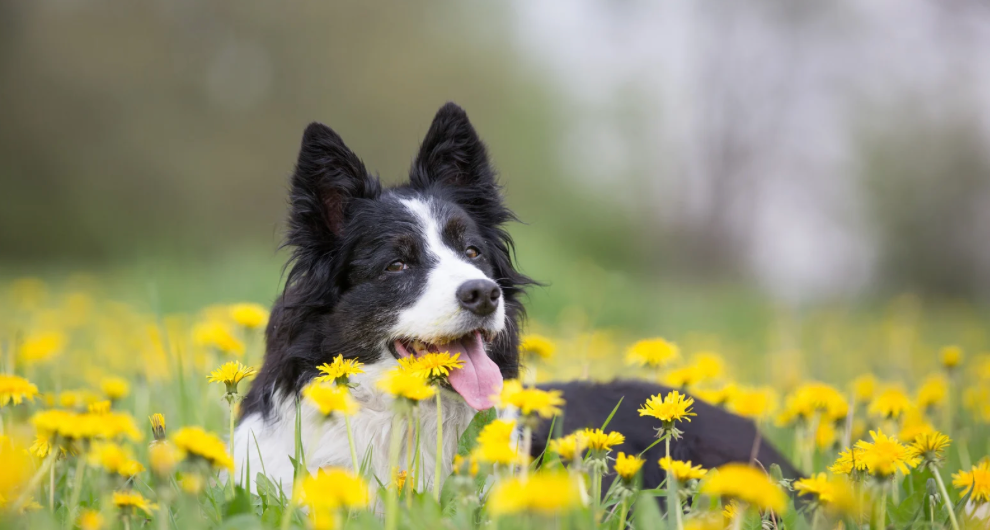 Photo inspiration: Picture Idea: Can Dogs Eat Dandelions What You Need To Know For