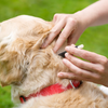 How to Remove Embedded Fully Ticks on Dogs: Detailed guide