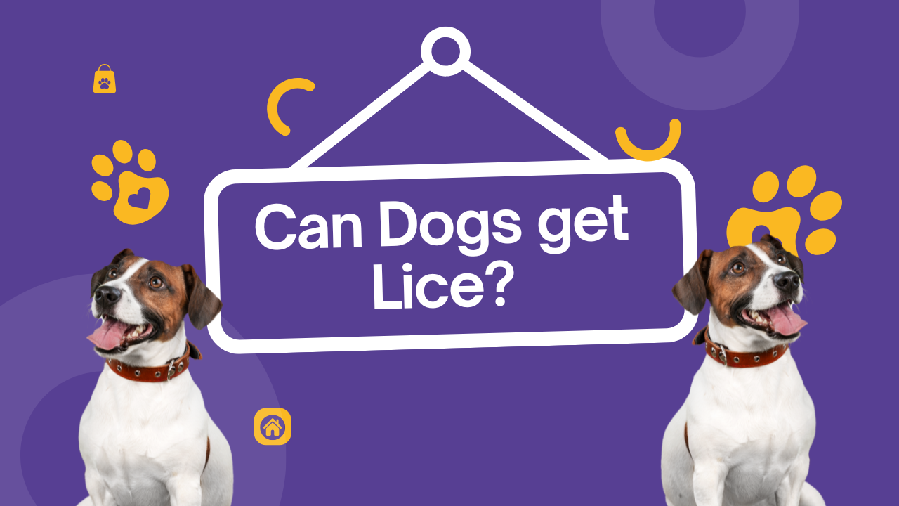 Can Dogs Get Lice? Understanding Symptoms and Effective Treatments