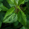 Discover Nettle leaf tea benefits.