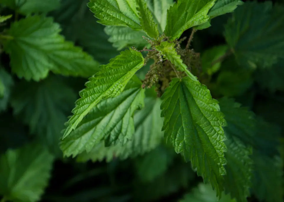 Discover Nettle leaf tea benefits. - Celsius Herbs