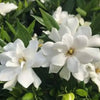 Gardenia Essential Oil: Nature's Wellness Treasure