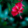 The Hibiscus Tree: A Guide to Growing and Maintaining a Tropical Beauty