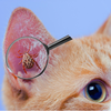 Cat Ear Mites vs Wax: Key Differences and Care Tips for Pet Owners