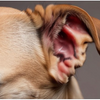 How to Treat Dog Ear Infection Without Vet: Safe and Effective Methods