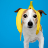 Are Bananas Good for Dogs? Benefits and Feeding Guidelines Explained