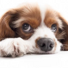 What Home Remedy Can I Give My Dog for Diarrhea? Essential Tips Inside