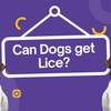 Can Dogs Get Lice? Understanding Symptoms and Effective Treatments