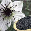 Nigella Sativa