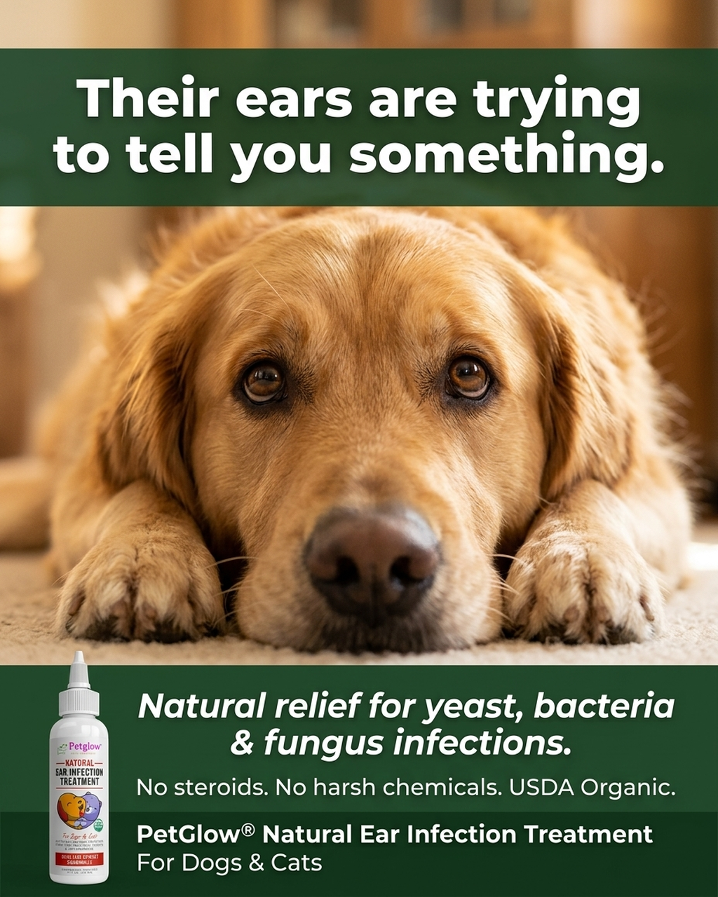 Dog Ear infection treatment solution for Yeast, itch and odor. Natural Canine ear infection by Petglow 4 fl oz