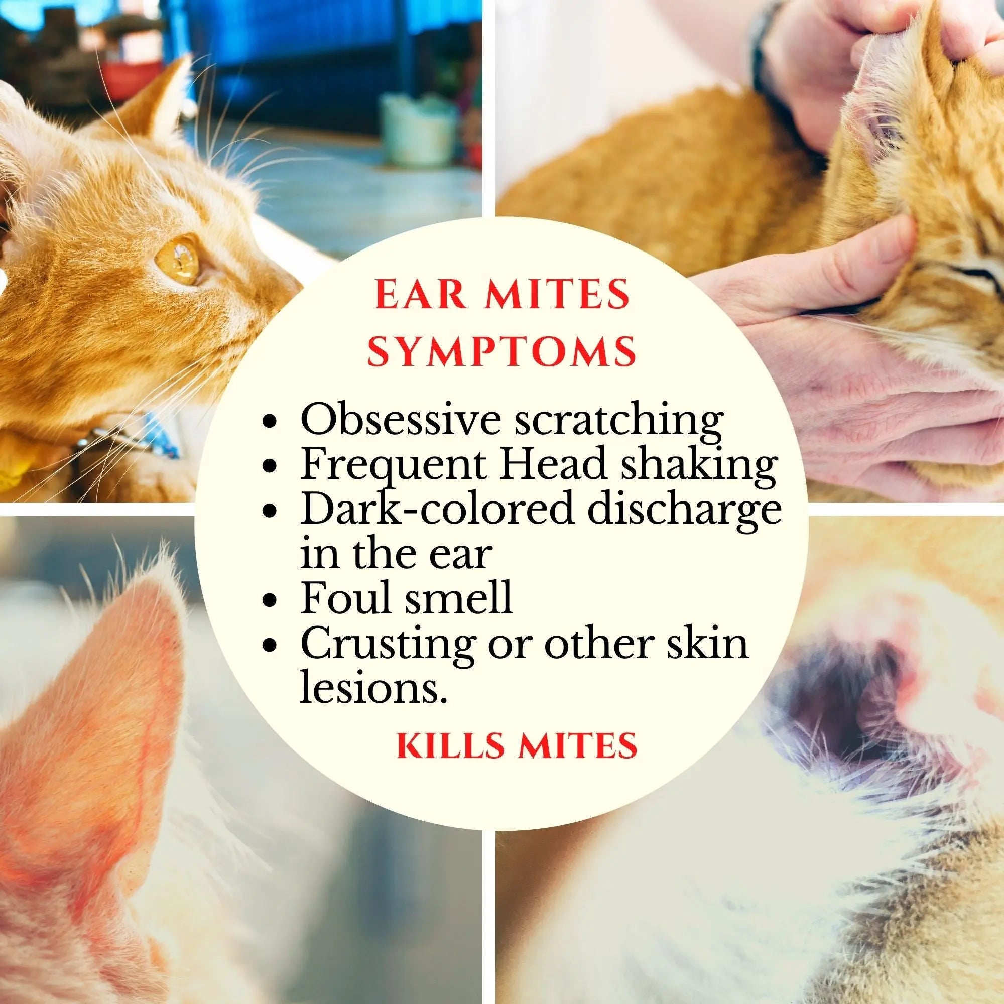 Ear mite symptoms in cats; scratching, discharge, skin lesions. Treatment available for pets.